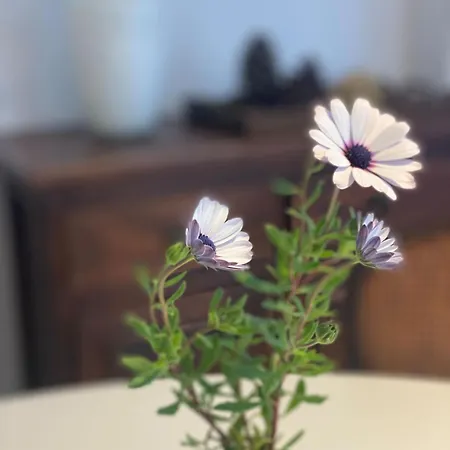 Monolocale Coco74 Mommio