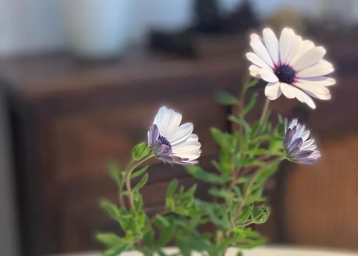 Monolocale Coco74 Mommio